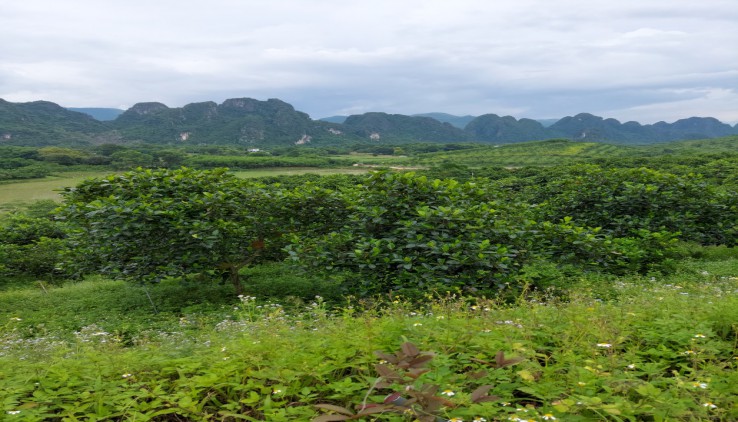 Cần bán nhanh trang trại trồng cây ăn quả vew cao thoáng tại Lương Sơn Hòa Bình